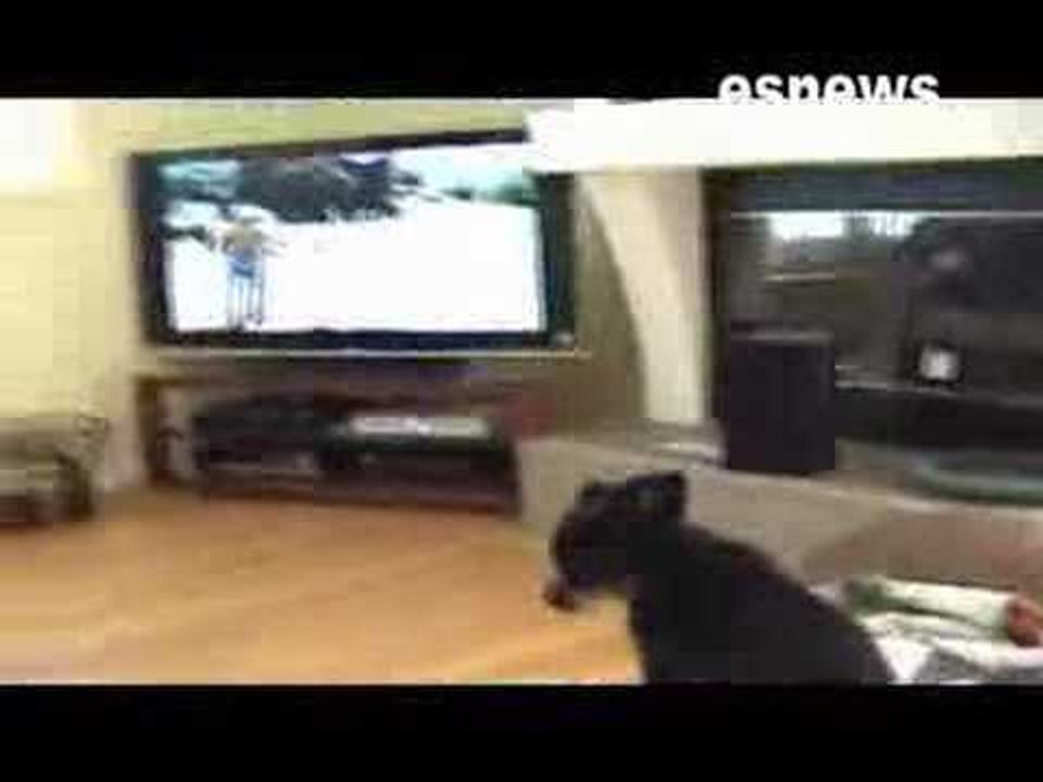 Dog Enjoys Watching TV - Barking At Animals