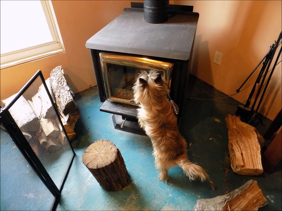Bird in my Fire place