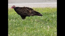 Vulture at eating a dead animal at the side of the road!!!