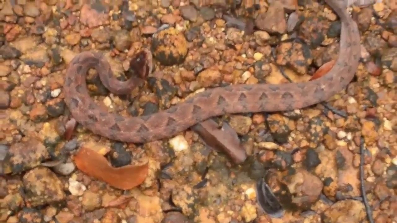 Deadliest Snake in Thailand!