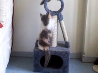 Délire de Chats commenté