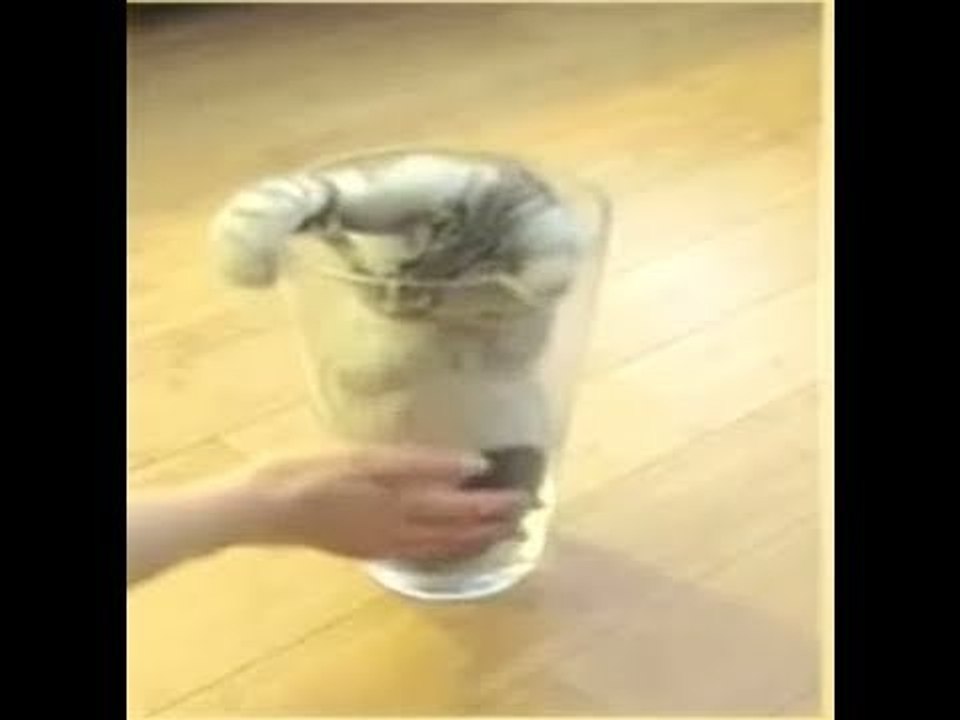 Gatito juega adentro de un vaso de cristal//Gat...