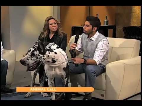 Viernes de mascotas: las células madre en la medicina veterinaria