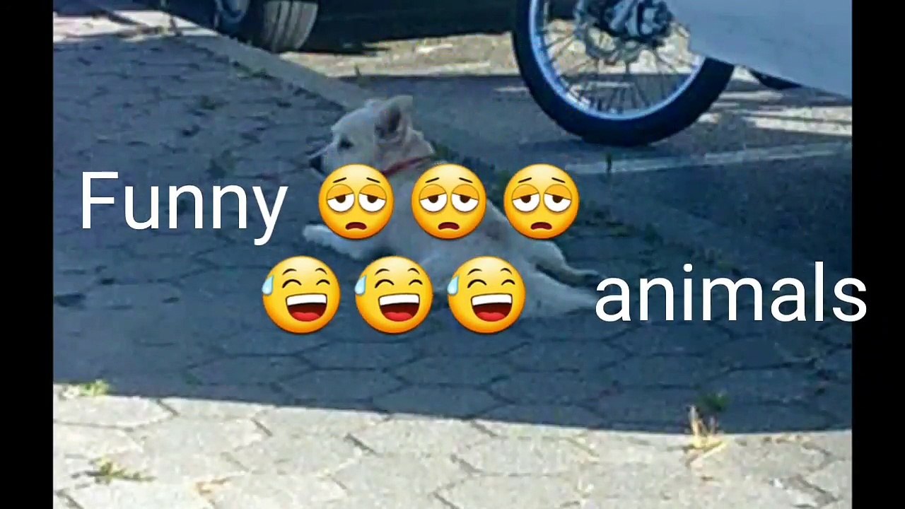 Funny ANIMALS FAILS ???????? in 1min ????