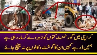 How Government taking care of Stray Dogs In Karachi Pakistan