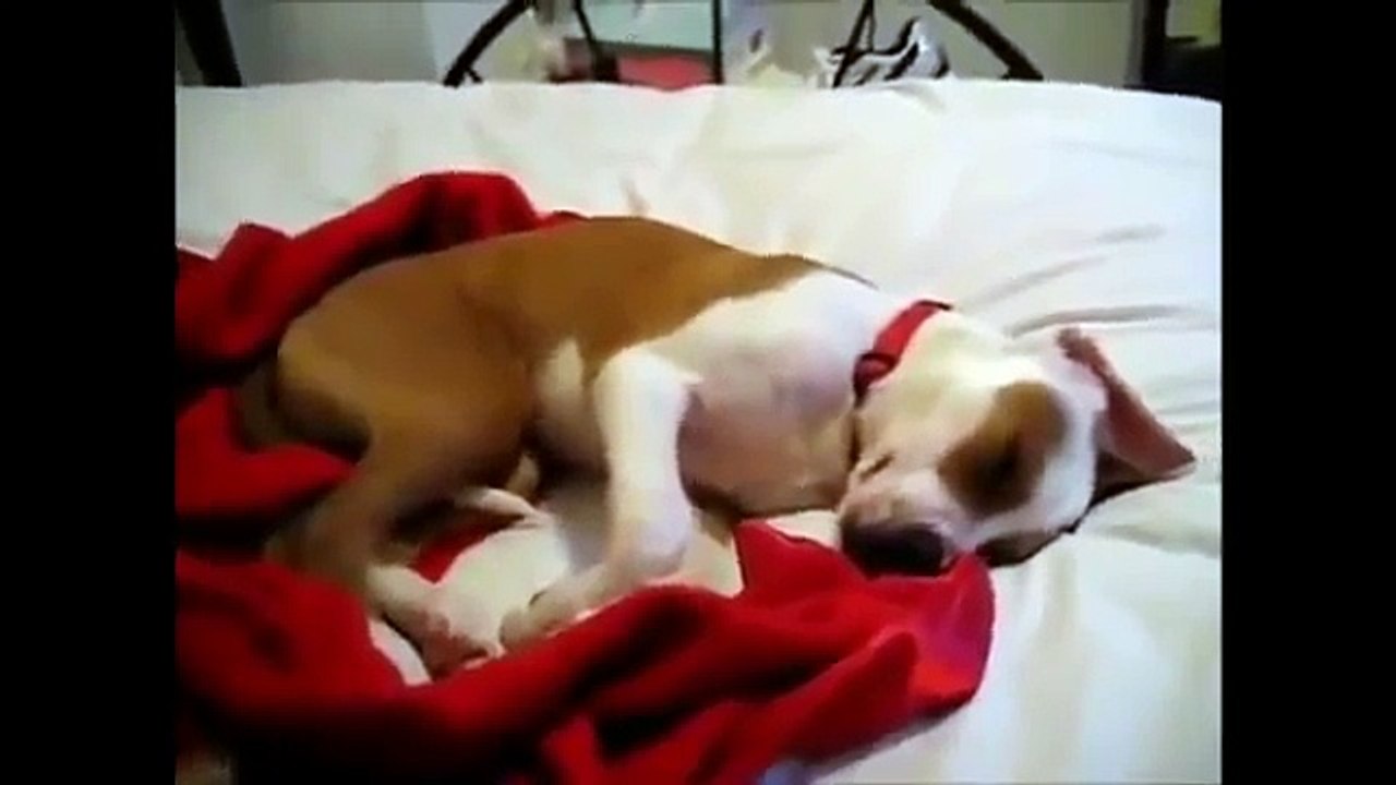 Clip Hài | Khi những chú chó ngủ mơ Tình huống hài hước khó đỡ