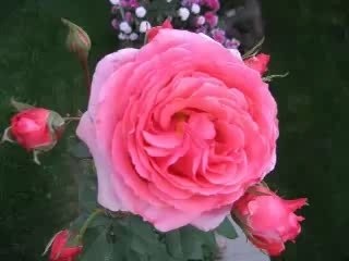 Googy Goody - Dixieland Crackerjacks