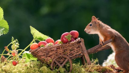Squirrels the strawberry farmers