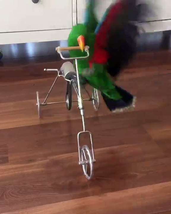 Bird bike riding