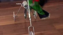 Bird bike riding