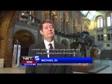 Kerangka Diplodocus Dinosaurus di Museum London - NET5