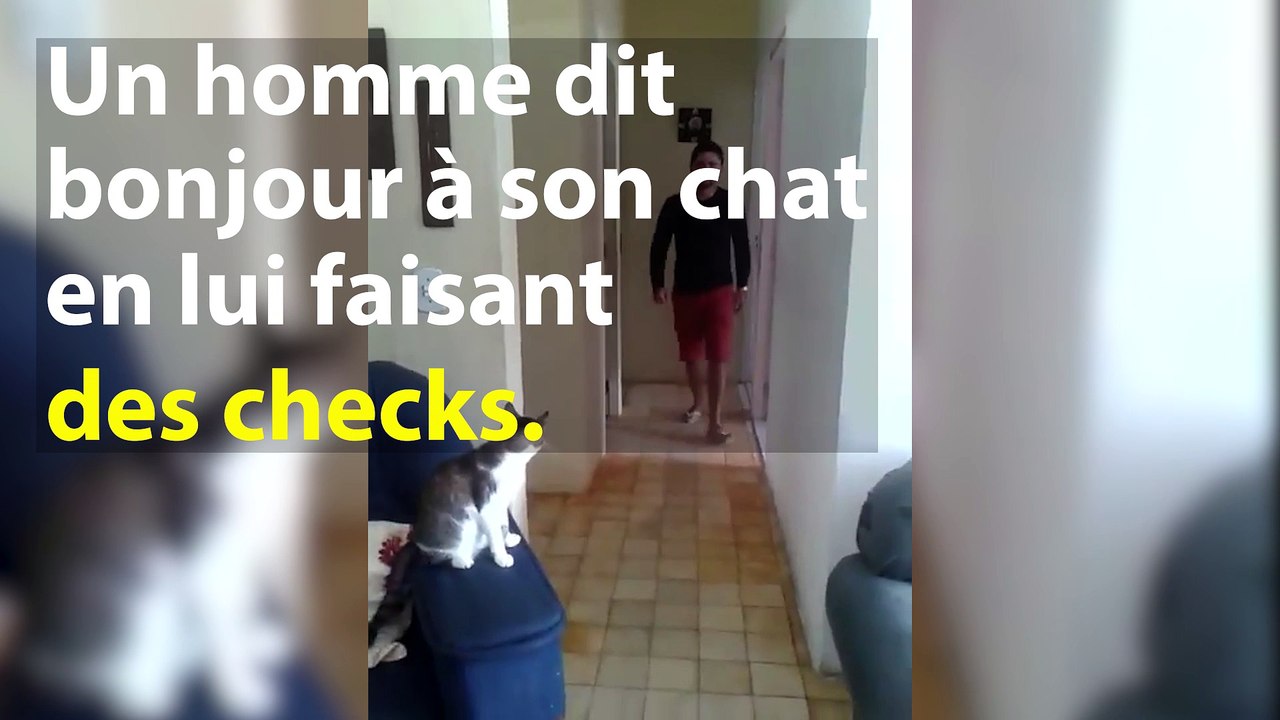 Voici le chat le plus cool du monde