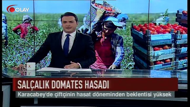 Karacabey'de salçalık domates hasadı (Haber 03 08 2017)