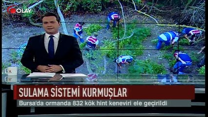 Uyuşturucu için sulama sistemi kurmuşlar (Haber 03 08 2017)