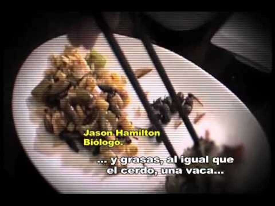 52 escalones para el fin del mundo- insectos, la comida que todos deben probar