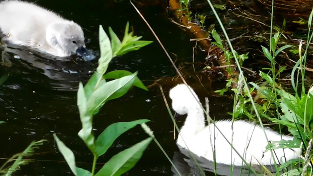 Лебеди с потомством. 2017
