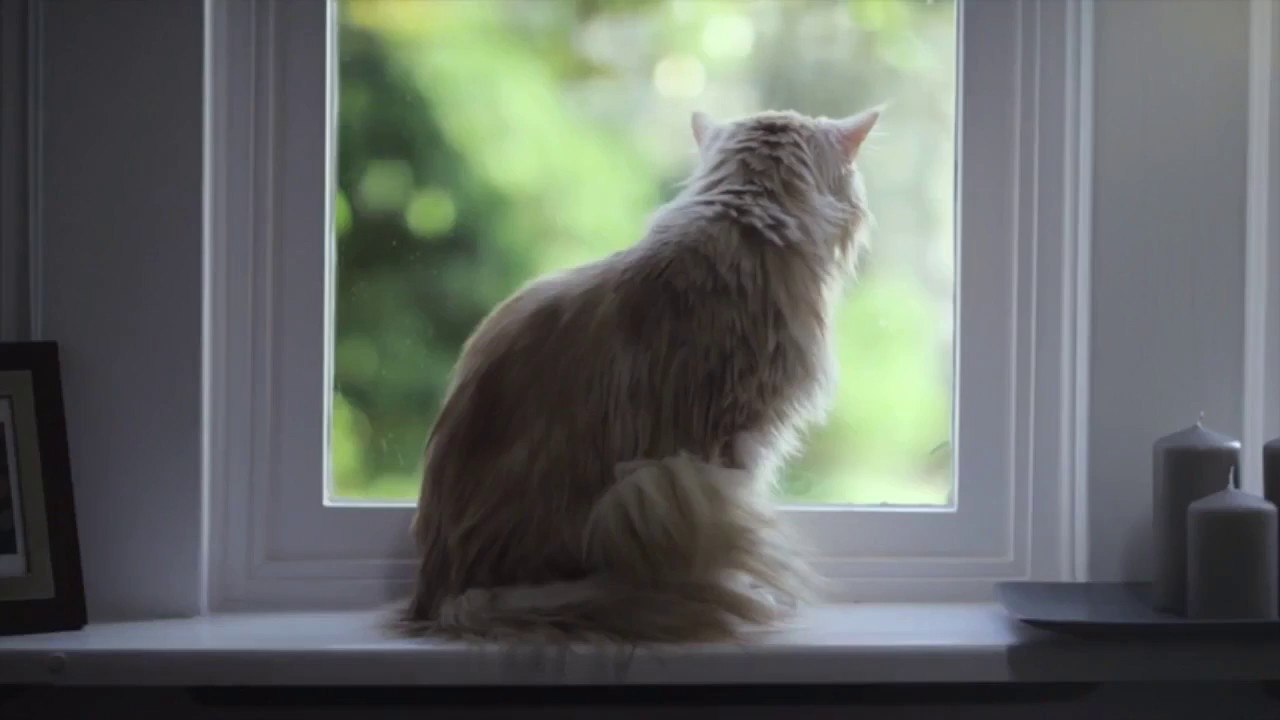 6 trucs à faire absolument pour rendre votre chat heureux