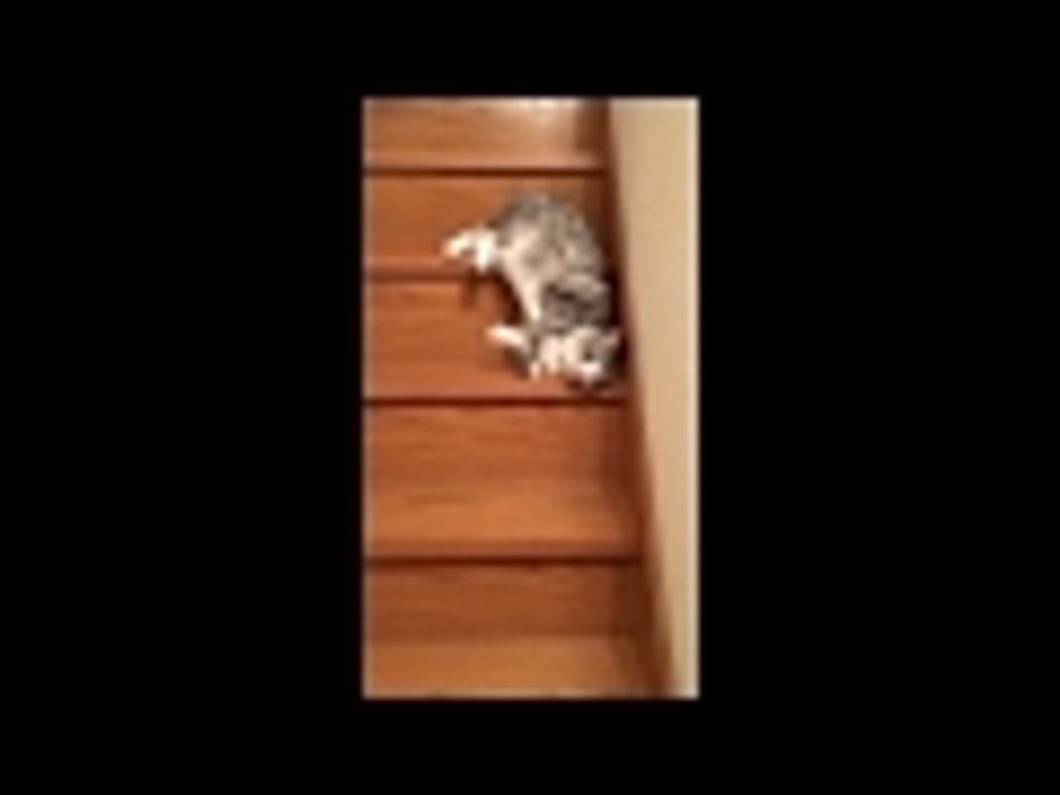 Un chat flemmard descend les escaliers