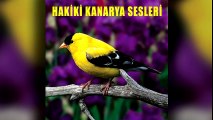 Kanarya - Hakiki Kanarya Sesleri (Full Albüm)