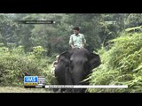 Populasi Gajah di Indonesia Terancam - IMS