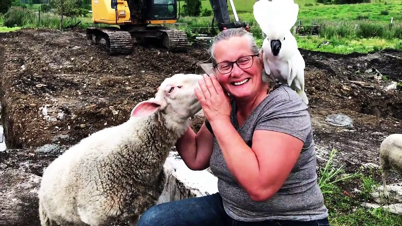 Ce mouton adore les caresses de sa maîtresse !