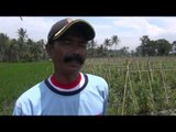 Terserang penyakit daun busuk puluhan tomat milik petani di Garut terancam gagal - NET12