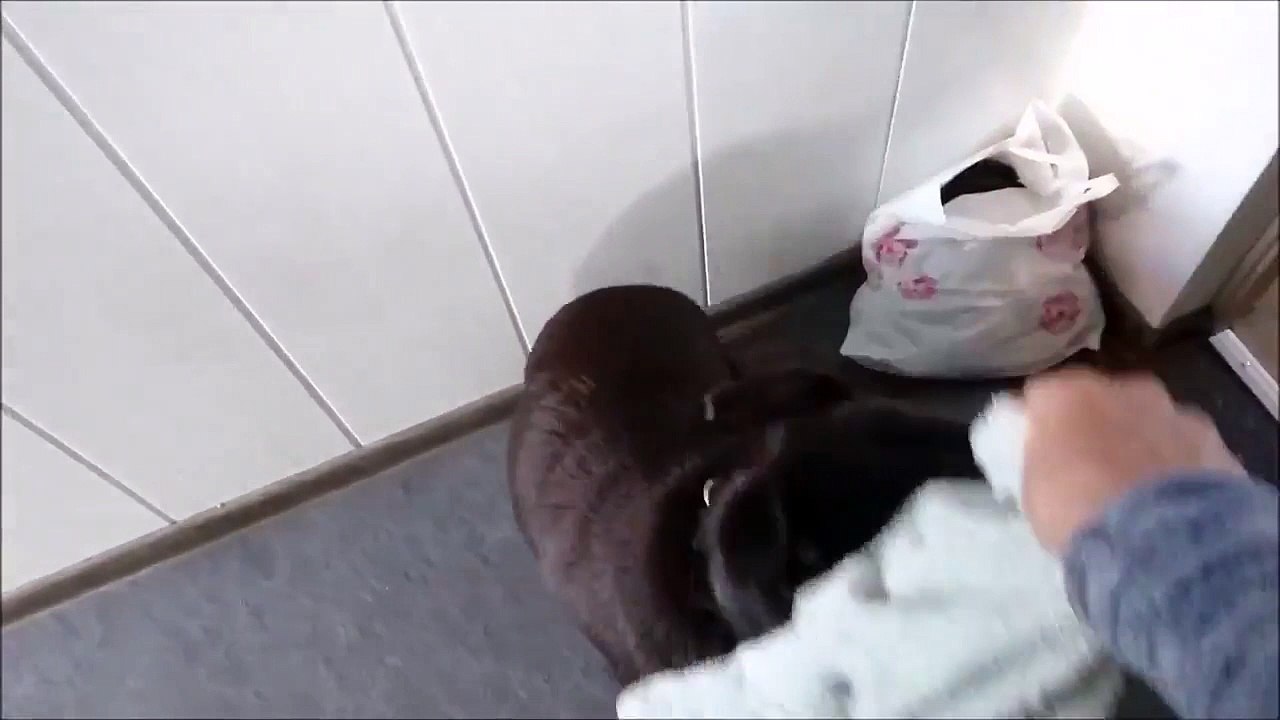 Un chien devient complètement fou après son bain !