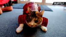 Prepare Your Pets for Battle with Samurai Armor for Animals