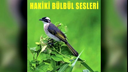 Bülbül - Hakiki Bülbül Sesleri (Full Albüm)
