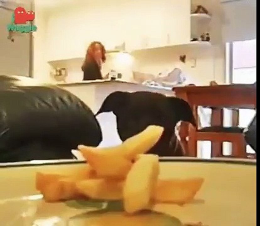 Ce chien est un délinquant et il risque 3 ans de prison !