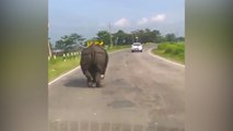 Rhino rampages through streets of India