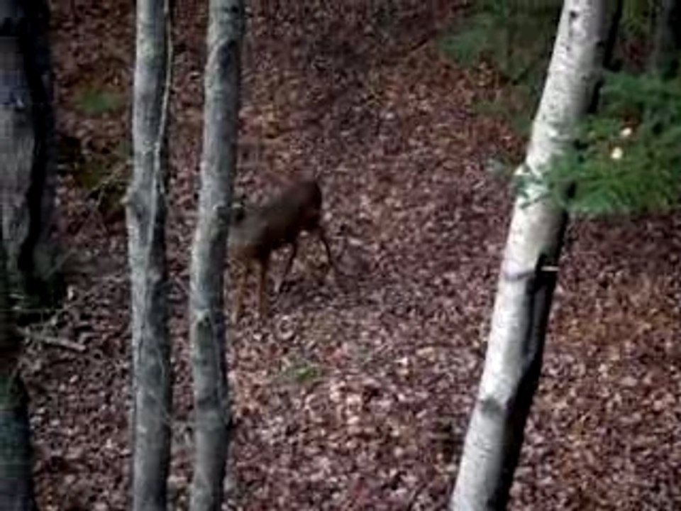 First 3 vid