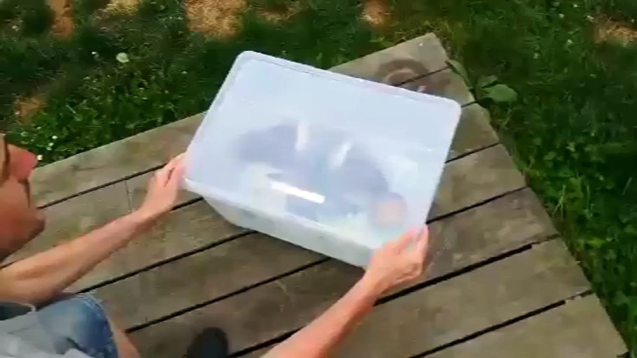 Waremme: ils adoptent un pigeon qui ne... vole pas