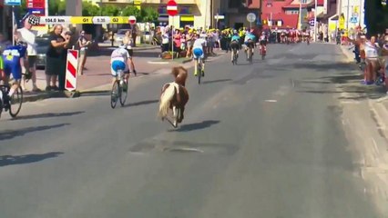 Un poney s'incruste au Tour de Pologne 2017