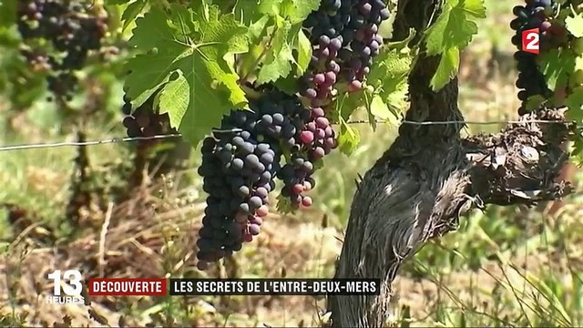 À la découverte de l'Entre-deux-Mers, entre nature et histoire