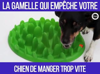 La gamelle pour empêcher vos chiens de manger trop vite