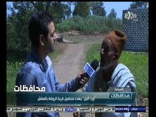 #أخبار‪_‬المحافظات | #المنوفية ٫٫ "ورد النيل" يهدد محاصيل قرية الروضة بالعطش