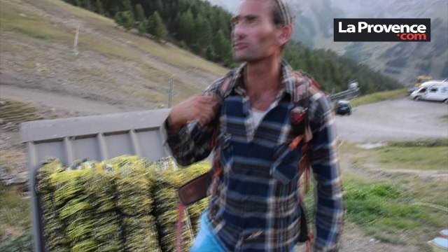 Alpes-de-Haute-Provence : un éleveur désemparé face au loup