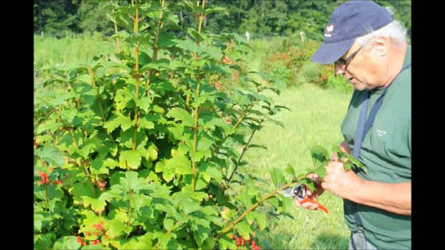 Growing a Cranberry Viburnum from a Cutting