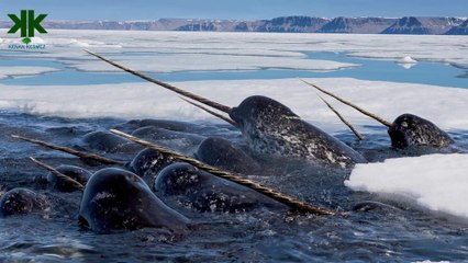 Denizlerin tek boynuzlu atı: Deniz gergedanı