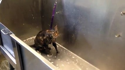 Elle lave son chat mais quand elle entend ce qu'il «dit», elle arrête tout et sort la caméra!!