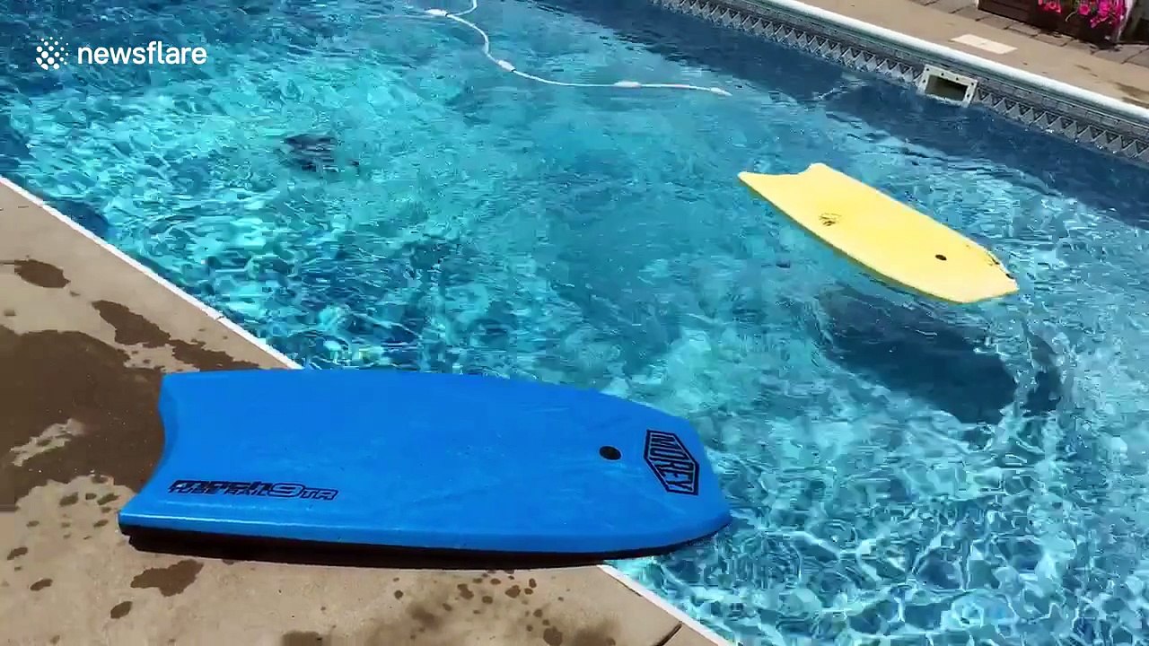 Clever dog uses bodyboard to cross pool