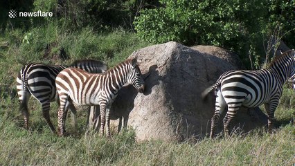 Zebras queue up to scratch their backs