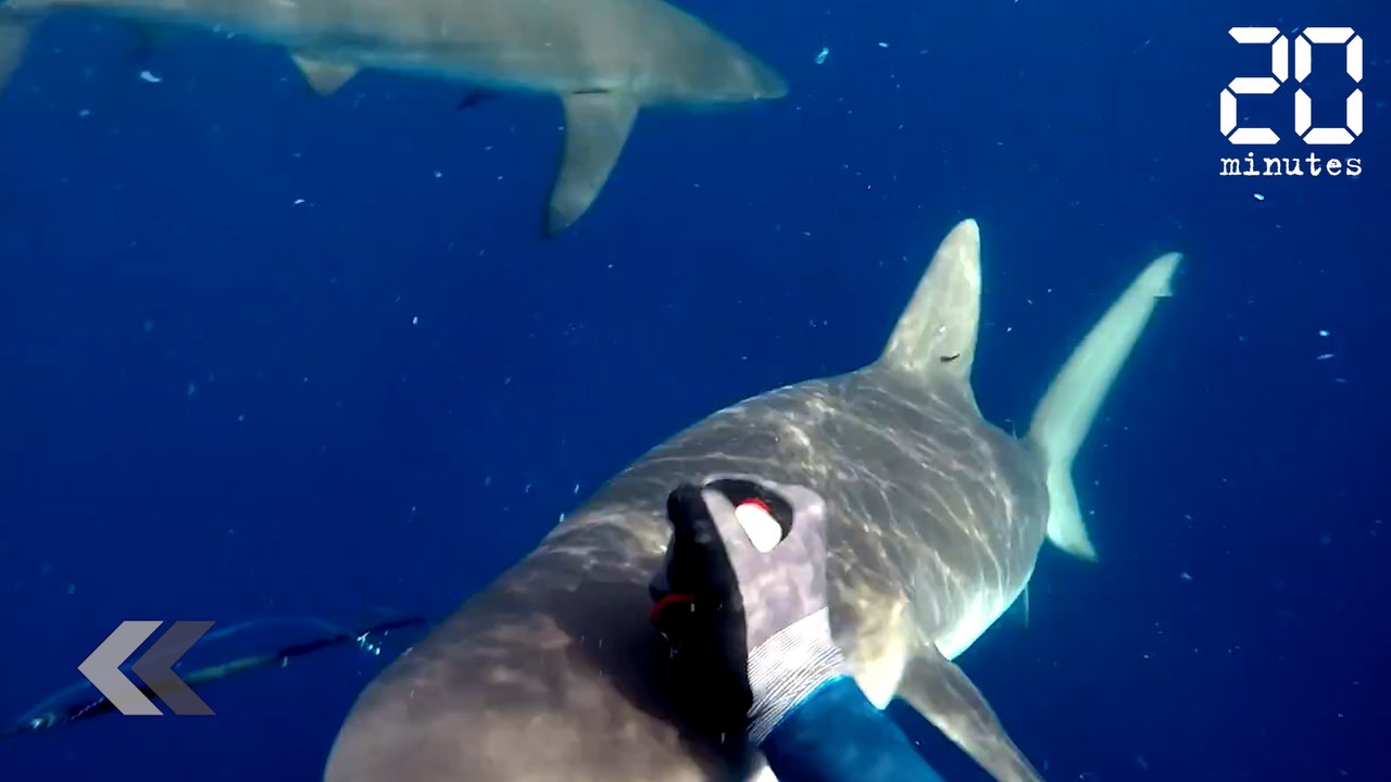 Il se fait attaquer par 2 requins ! - Le Rewind du vendredi 4 août 2017