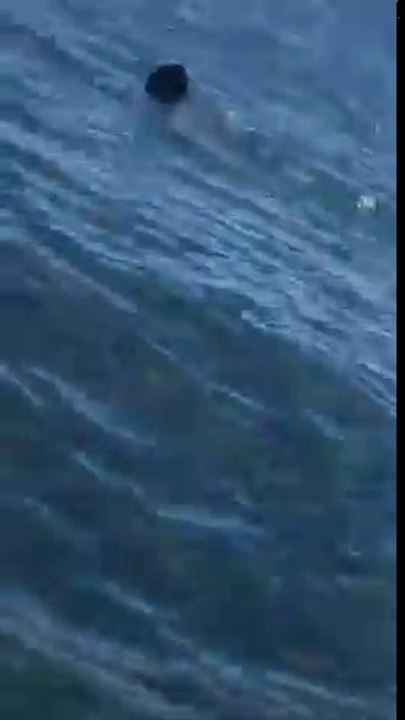 Cet homme croise un requin en pleine session de pêche.. normal !