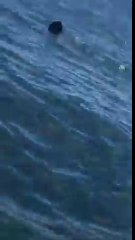 Cet homme croise un requin en pleine session de pêche.. normal !