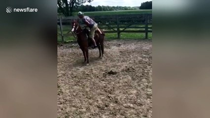 Angry horse doesn't want to be sold