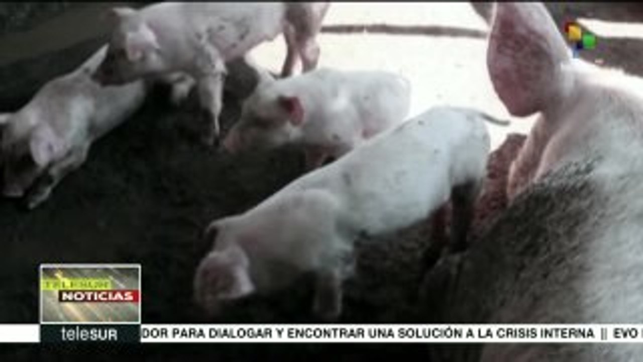 Aumenta a seis la cifra de muertos por gripe porcina  en Nepal