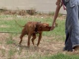 Pit Bulls and Parolees Season 10 Episode 1 - A New Year for Villalobos