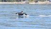 Young orca stuns onlookers with beautiful belly flops